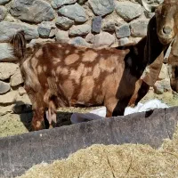 بزپاکستانی|حیوانات مزرعه|کرمان, |دیوار