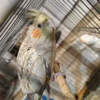 عروس هلندی ماده دون خور آماده برای دستی شدن|پرنده|تهران, منیریه|دیوار