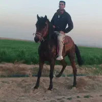 اسب نریان یورقه