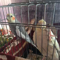 عروس هلندی|پرنده|کرج, شاهین‌ویلا|دیوار