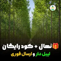 تخــفیف بزرگ پاییزی نــهــال صــنوبــر فقط تا جمعه