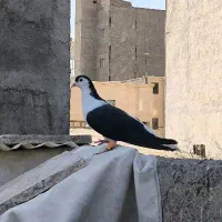 ساده سیاه پاک پرشی|پرنده|مشهد, رضاییه|دیوار