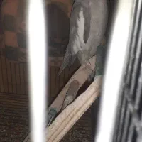 عروس هلندی|پرنده|ماهدشت, |دیوار