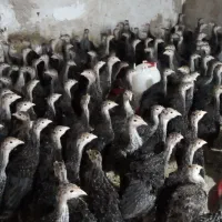 جوجه بوقلمون برنز سینه پهن  انگلیسی