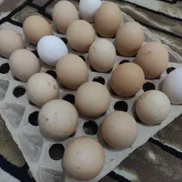 تخم نطفه دار پیلیمونت راک