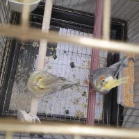 فروش عروس هلندی