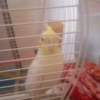 عروس هلندی لوتینو