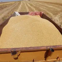 فروش انواع گندم اصلاح شده
