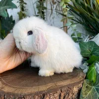 خرگوش لوپ صدفی سوپرفلت|موش و خرگوش|بوشهر, |دیوار