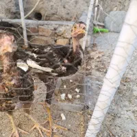 فروش 4عددجوجه 5ماهه