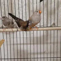 فنچ گلدین جفت با جوجه و کینگ|پرنده|مشهد, نیروی هوایی|دیوار