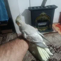 گم شده