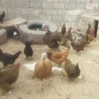 بوقلمون اصل