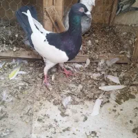 کفتریهودی سیاه نر