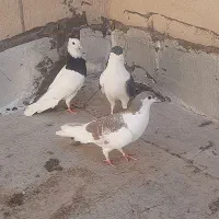 ۳عدد کبوتر