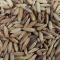 شلتوک