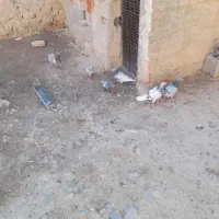 ۱۰ عدد پلاکی|حیوانات مزرعه|مرودشت, نقش رستم|دیوار