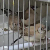 فنچ ماسکت و فنچ و تخم جغدی شکلاتی و اورنج|پرنده|تهران, مینای شمالی (مخبر)|دیوار