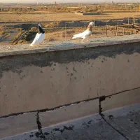 جفت نر پرنده طوقی