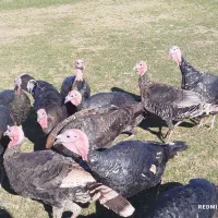 فروش بوقلمون|حیوانات مزرعه|چالدران, |دیوار