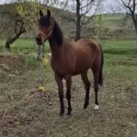 اسب کرد عرب