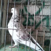 دو جفت کبوتر تهرانی کله دم سبز ساعتی پرشی