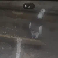 کبوتر ‌طوقی