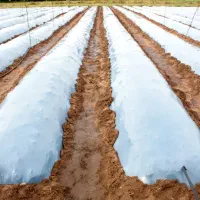 پلاستیک (مالچ)|خدمات باغبانی و درختکاری|شهر بابک, |دیوار