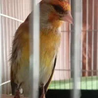 سهره قناری یک ساله دهن دار