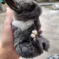 خرگوش یکماهه خانگی