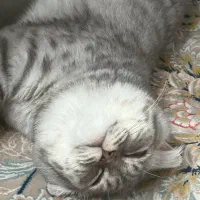 واگذاری بریتیش ۶ ماهه|گربه|ایرانشهر, |دیوار