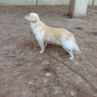 سگ خارجی|سگ|جوادآباد, |دیوار