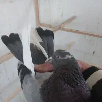 ۴تا کفتر گرفتنی روبلندی دونه ۱۵۰ یکجا|پرنده|پاکدشت, پاکدشت (مامازند)|دیوار