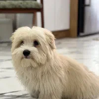 سگ سگ