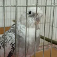 عروس هلندی