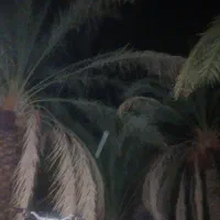فروش-باغ-ده-اشتر-بم-حمزای