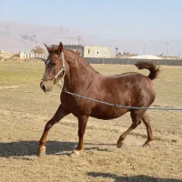 مادیون درجه یک ناب|اسب و تجهیزات اسب‌سواری|مرودشت, مسجد رسول‎|دیوار