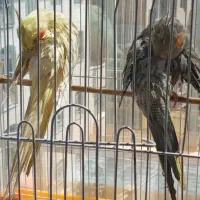 عروس هلندی|پرنده|ری, سرتخت|دیوار