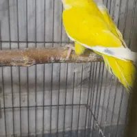 طوطی راهب|پرنده|ماسال, |دیوار