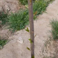 زمین دیوارکشی