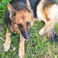 سگ ژرمن نگهبان