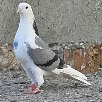 کفتر پرشی و رنگی|پرنده|قم, شاه ابراهیم|دیوار
