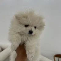 سگ پامر|سگ|رفسنجان, |دیوار