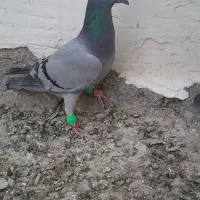 سبز آلمان|پرنده|خواف, |دیوار