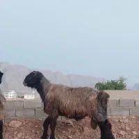 ۴ راس قوچ داشتی جوان درفیروزاباد از،بهترین جنس میش|حیوانات مزرعه|شیراز, احمدآباد|دیوار