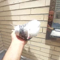 طوقی الماسی