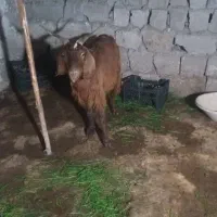 بز بزغاله پاکستانی ماده|حیوانات مزرعه|دابودشت, |دیوار