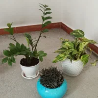 گل اپارتمانی|گل و گیاه طبیعی|رشت, پل تالشان|دیوار