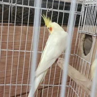 عروس هلندی|پرنده|رامشیر, |دیوار