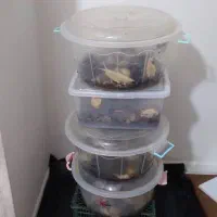 حلزون  البینو|خزنده|شیراز, معالی‌آباد|دیوار